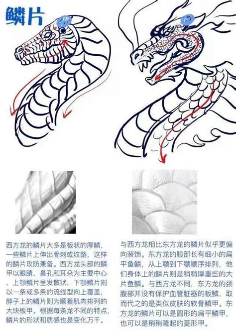 龍爪畫法|【心得】東方龍的畫法（含流程） @繪畫與影像技術。